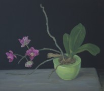 Orchidee